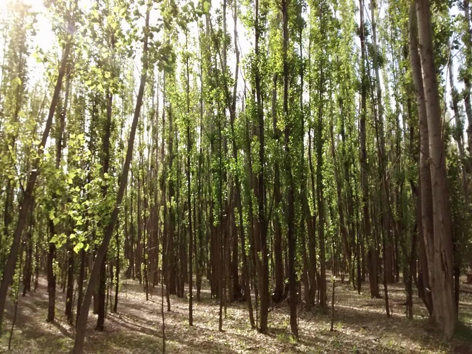 Terrazas En El Bosque Cabanas Malargüe 외부 사진